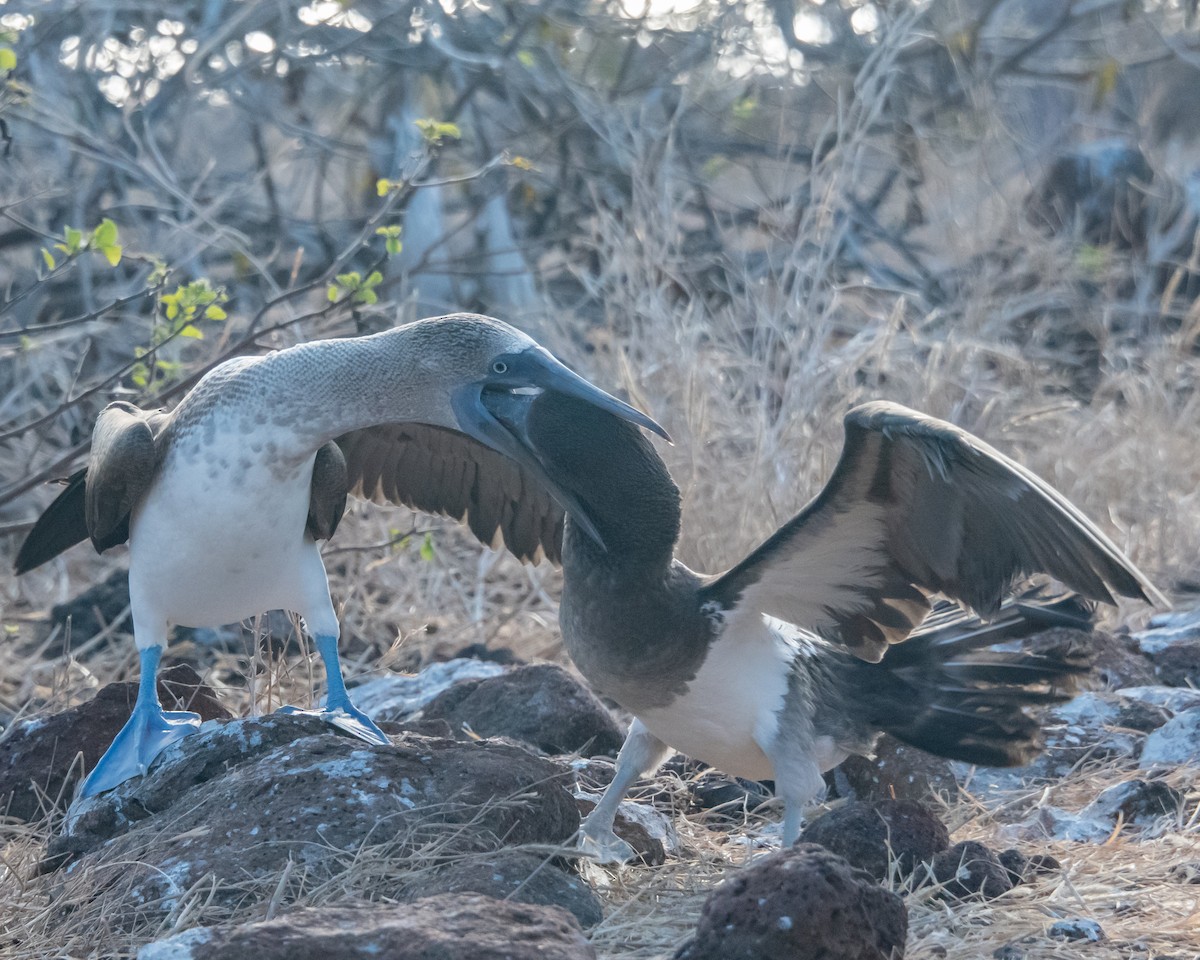 Голубоногая олуша - ML646967062