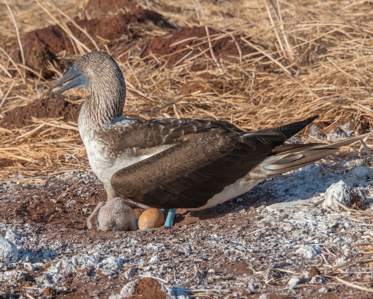 Голубоногая олуша - ML646967064