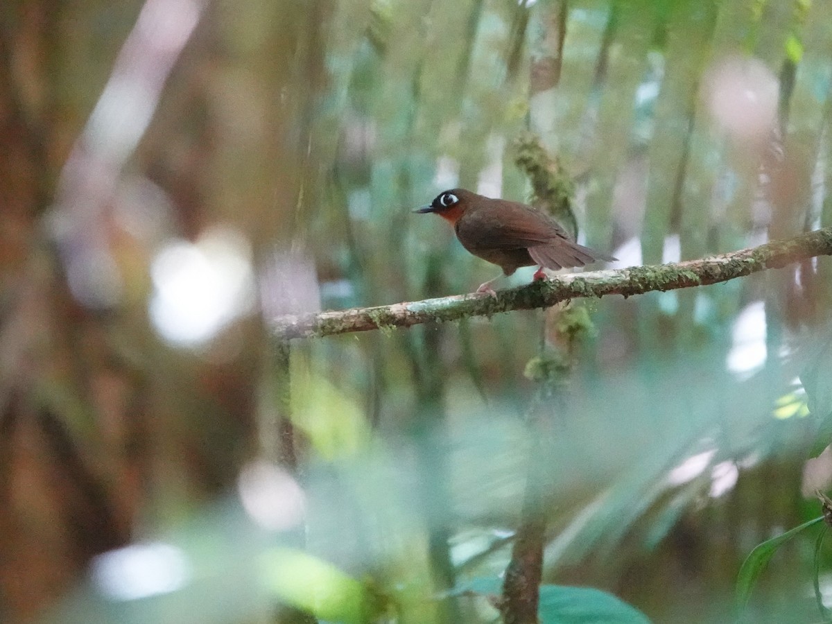 Fourmilier à gorge rousse - ML646967066