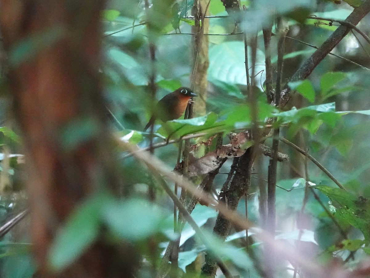 Fourmilier à gorge rousse - ML646967067