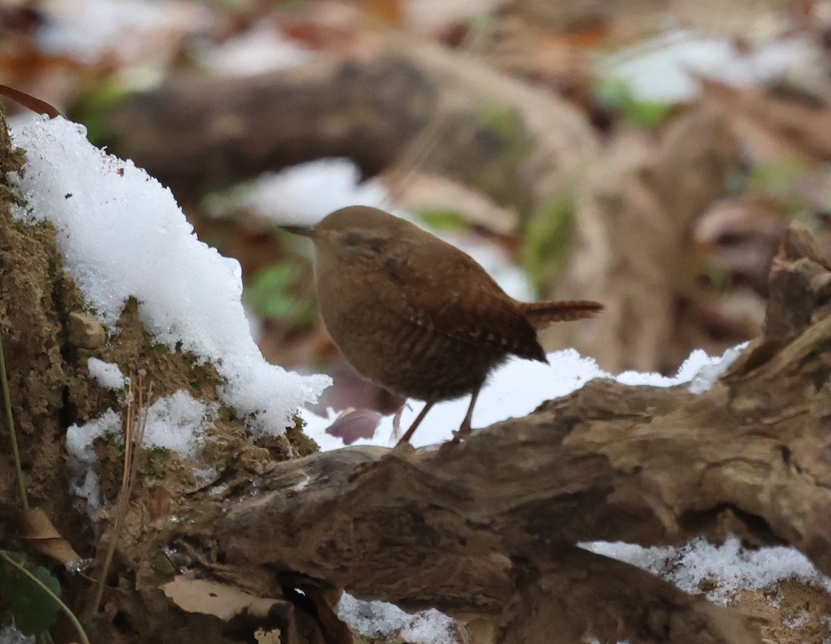 střízlík kanadský - ML646967079