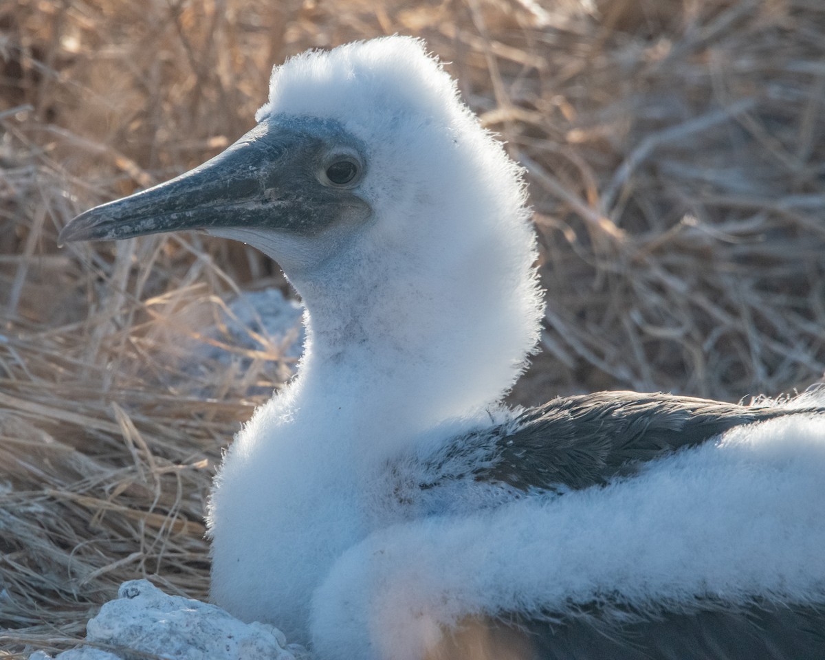 Голубоногая олуша - ML646967080