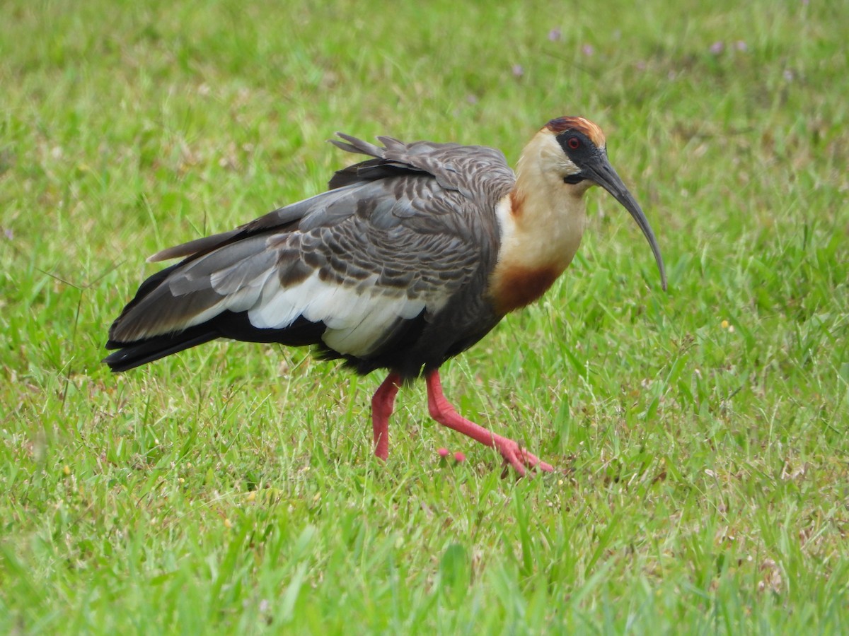 ibis bělokřídlý - ML646967081