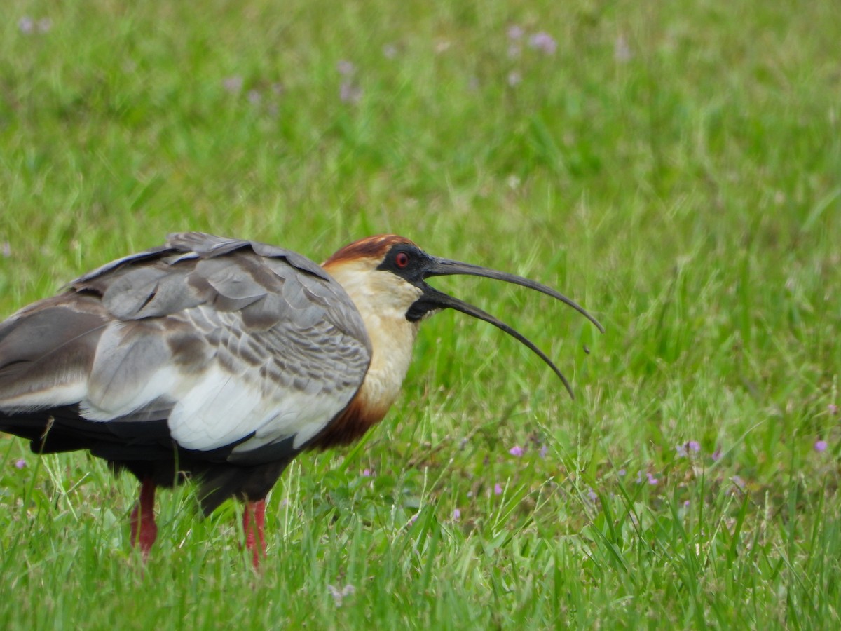 ibis bělokřídlý - ML646967082