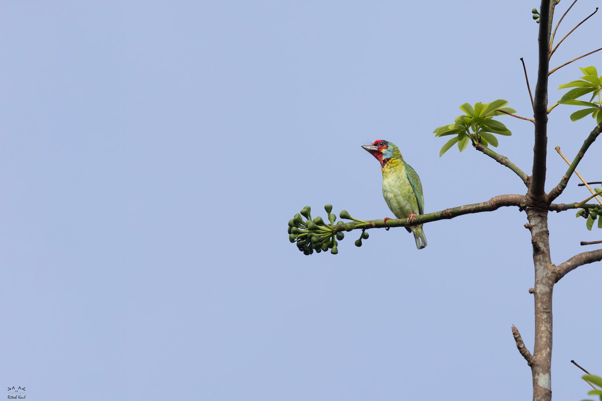 Malabar Barbet - ML646967091