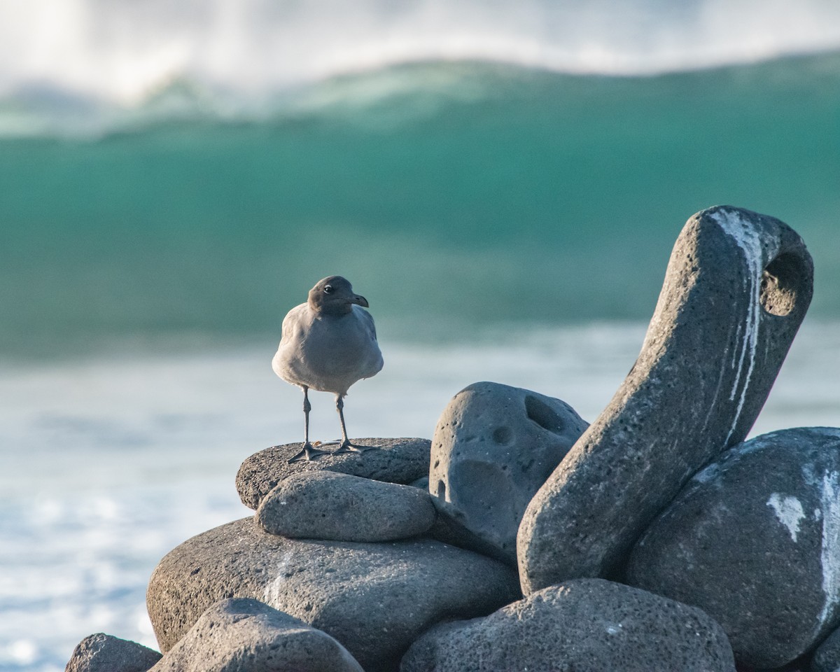 Тёмная чайка - ML646967093