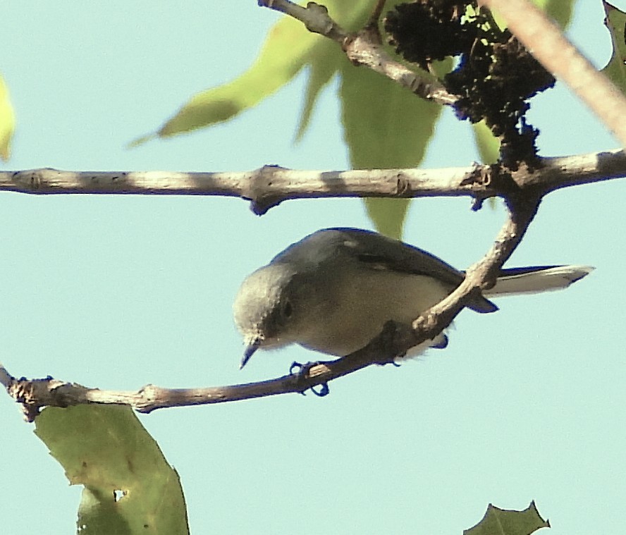 Perlita Grisilla - ML646967095