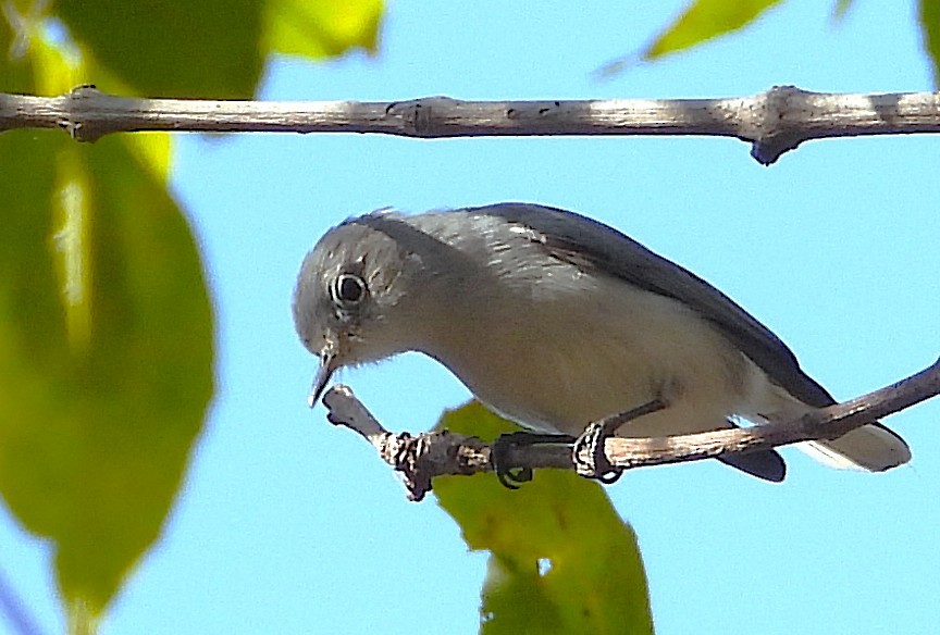 Perlita Grisilla - ML646967096