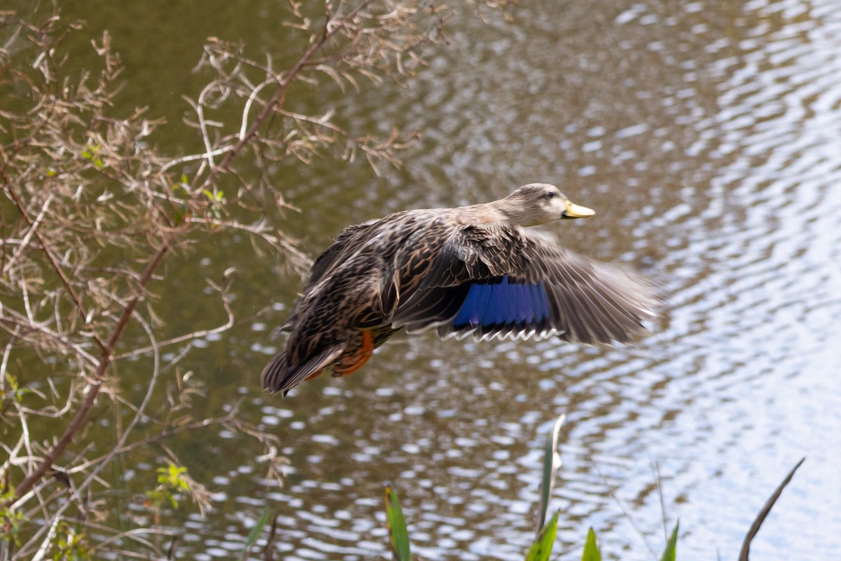 Mottled Duck - ML646967098