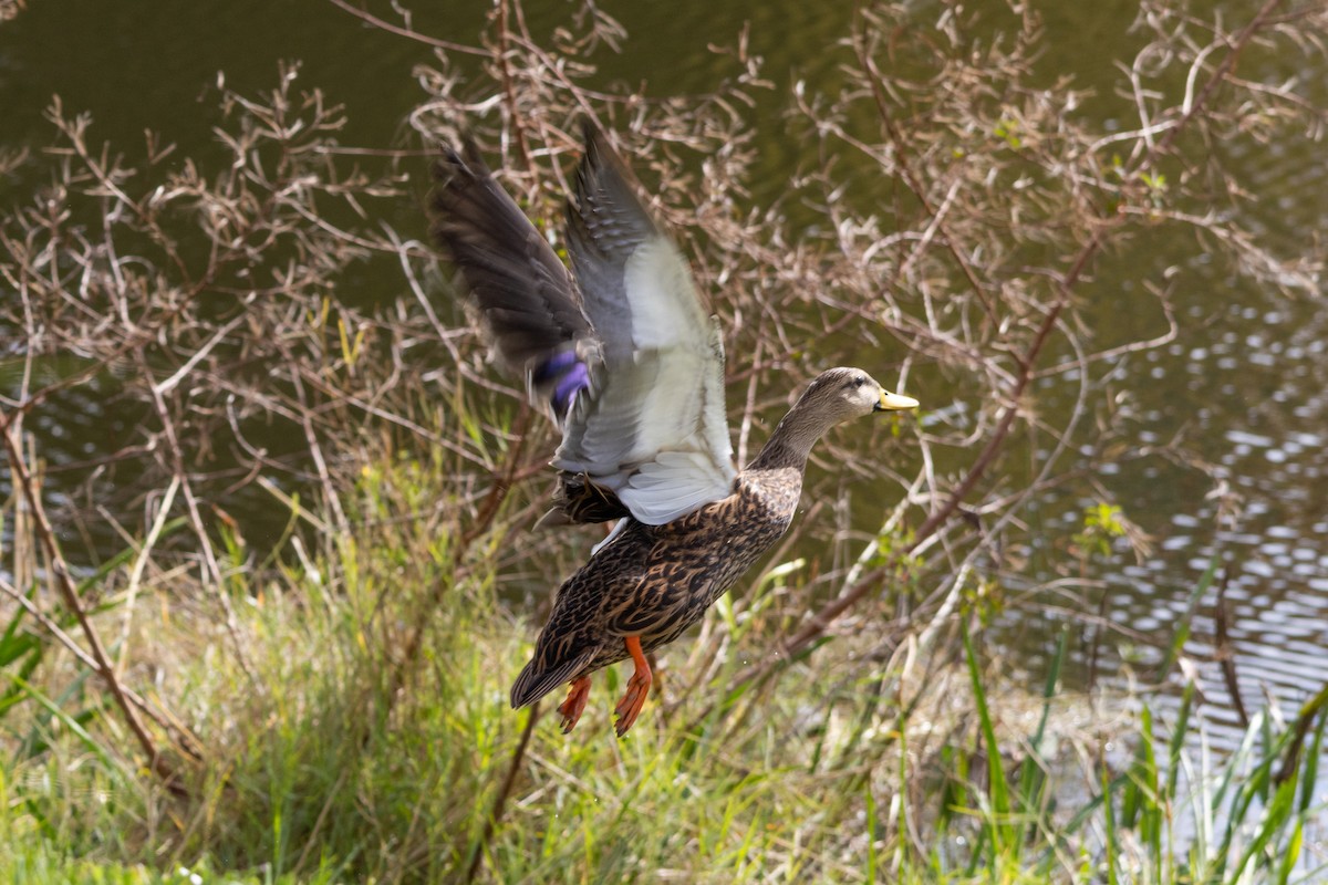 Mottled Duck - ML646967099