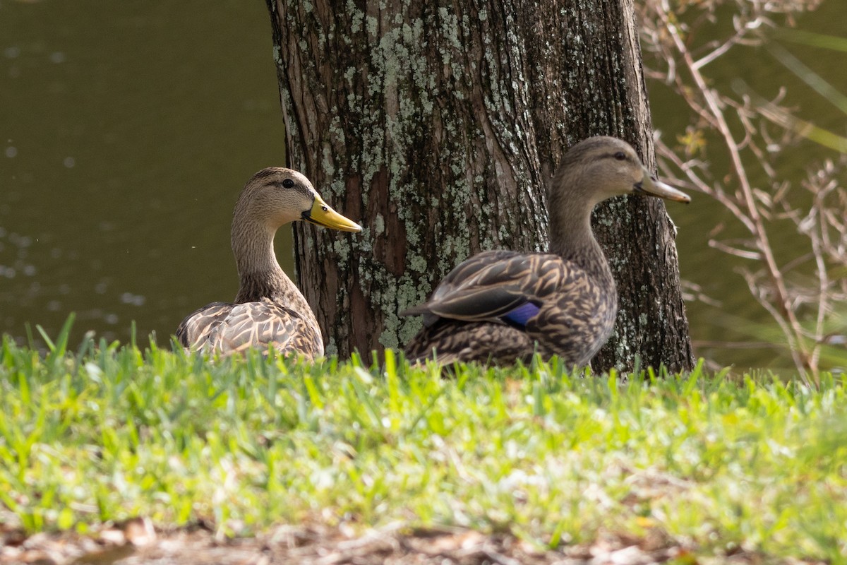 Mottled Duck - ML646967100