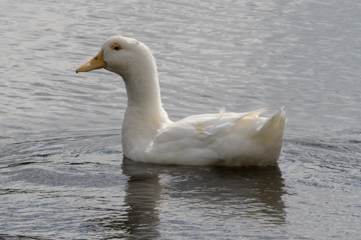 Тэжээмэл нугас - ML646967113