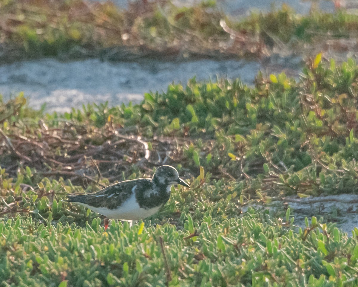 Камнешарка - ML646967116