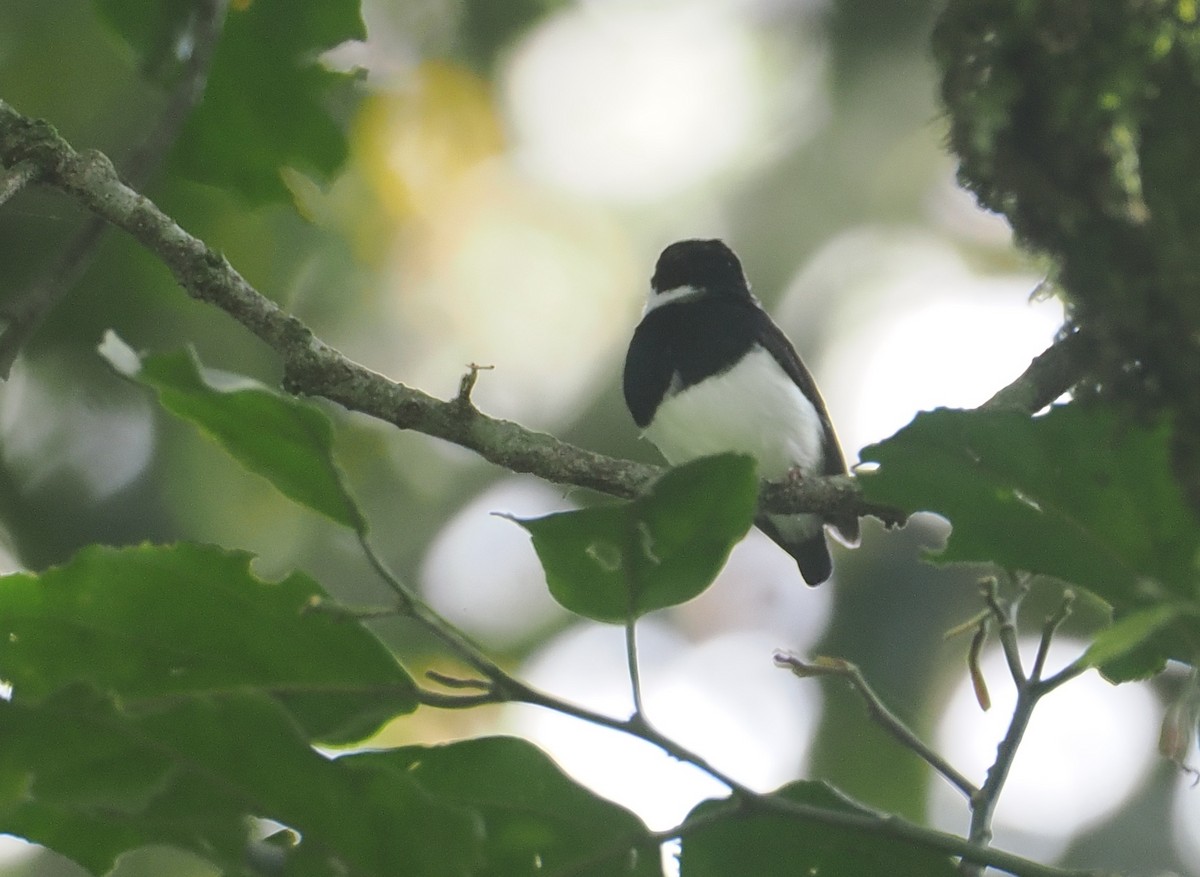 メスアカメガネヒタキ - ML646967119