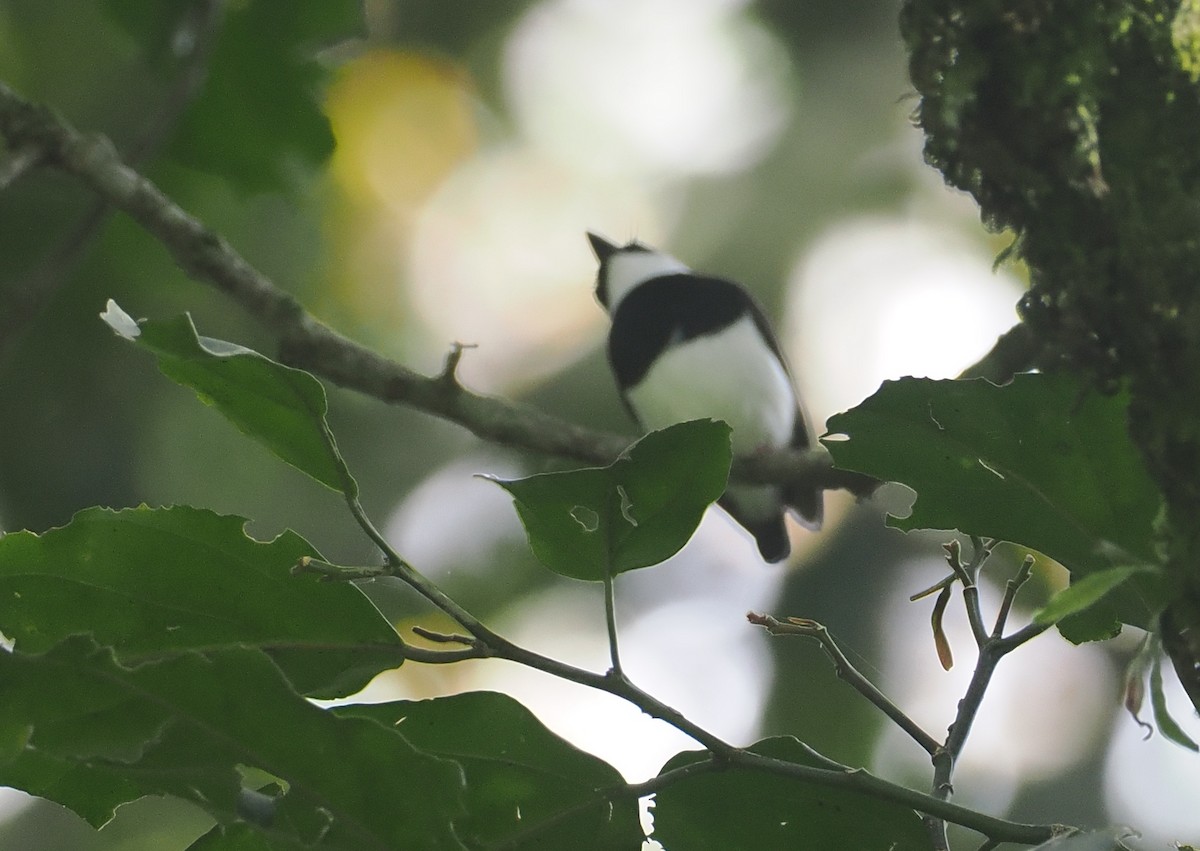 メスアカメガネヒタキ - ML646967123