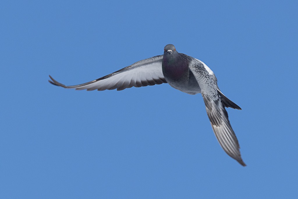 Pigeon biset (forme domestique) - ML646967130