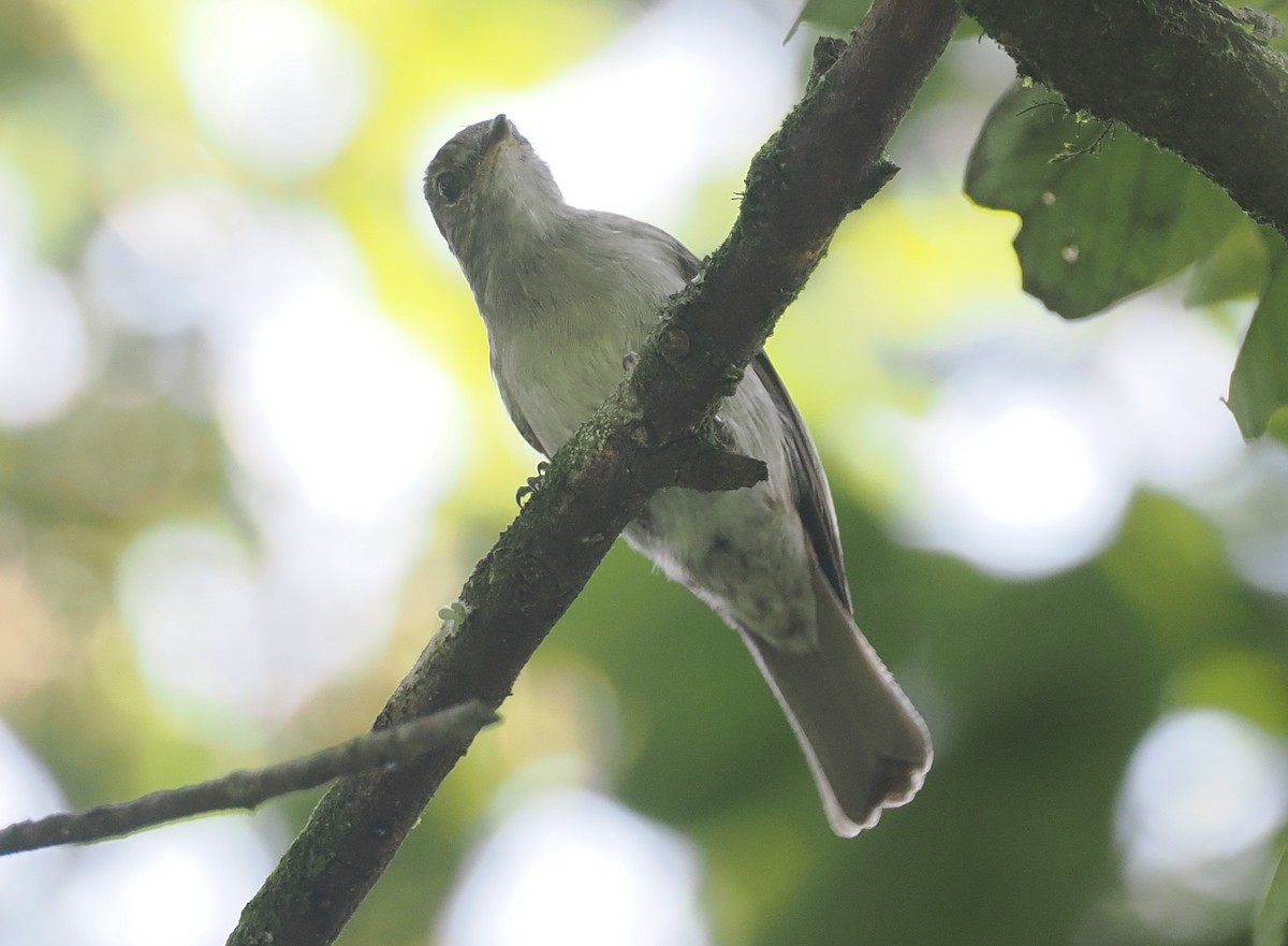 コンゴサメビタキ（lendu） - ML646967133