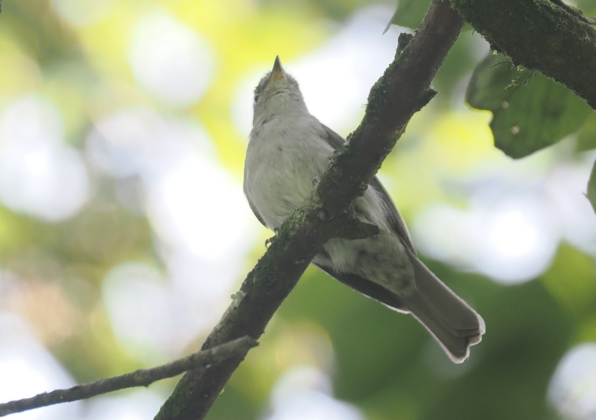 コンゴサメビタキ（lendu） - ML646967137