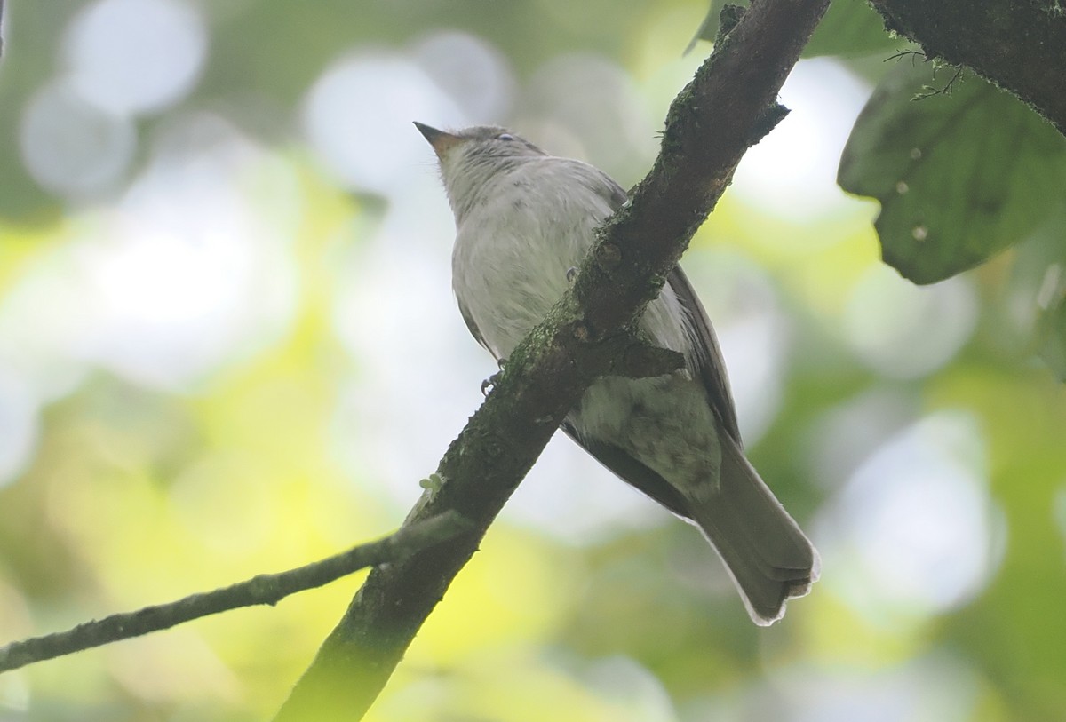 コンゴサメビタキ（lendu） - ML646967138