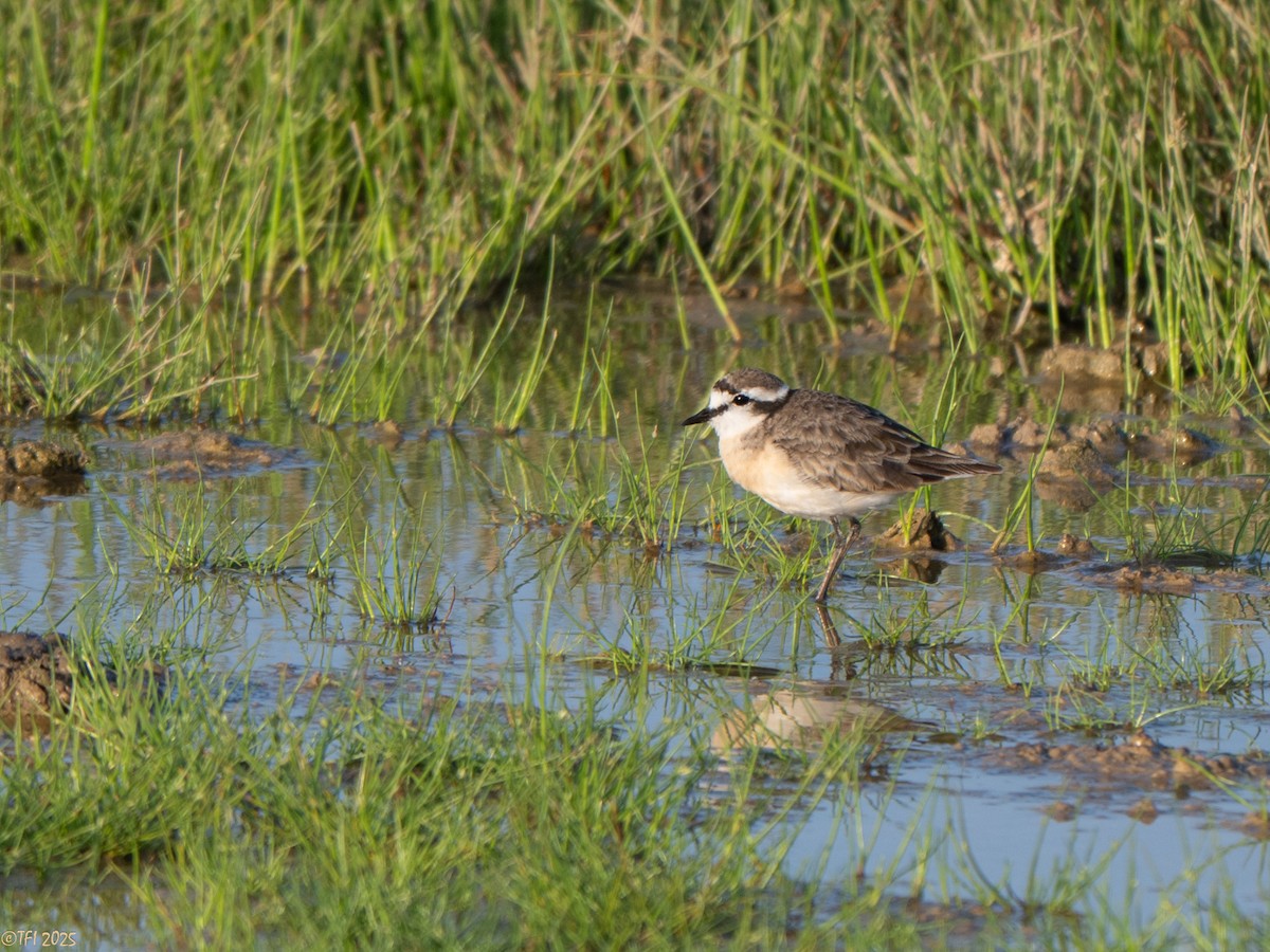 Chorlitejo Pecuario - ML646967139
