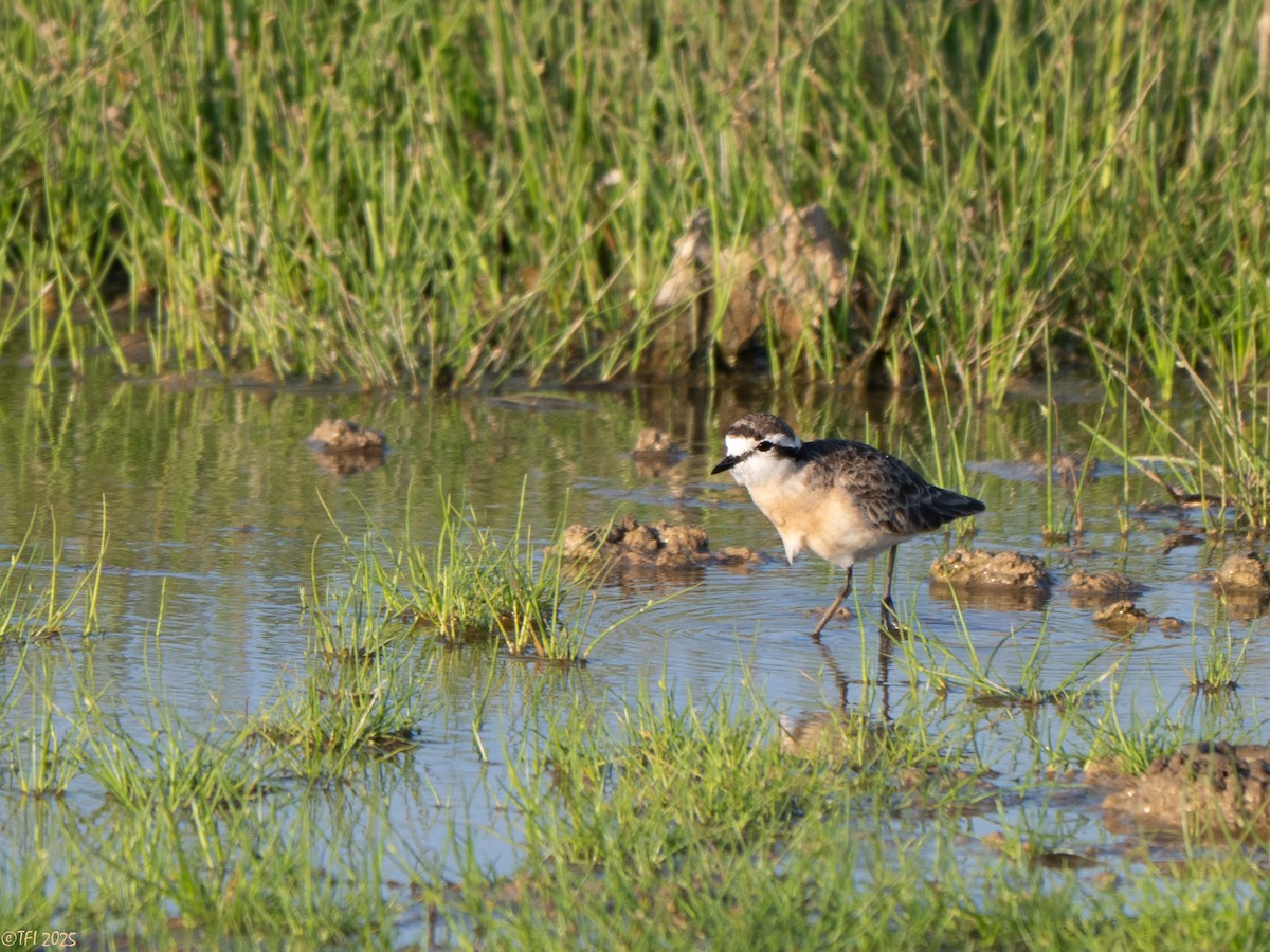 Chorlitejo Pecuario - ML646967140