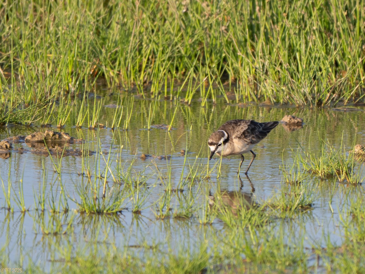 Chorlitejo Pecuario - ML646967141