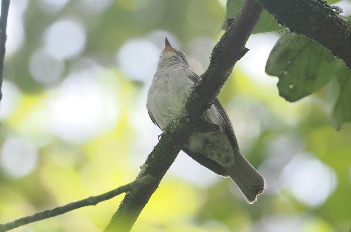 コンゴサメビタキ（lendu） - ML646967143