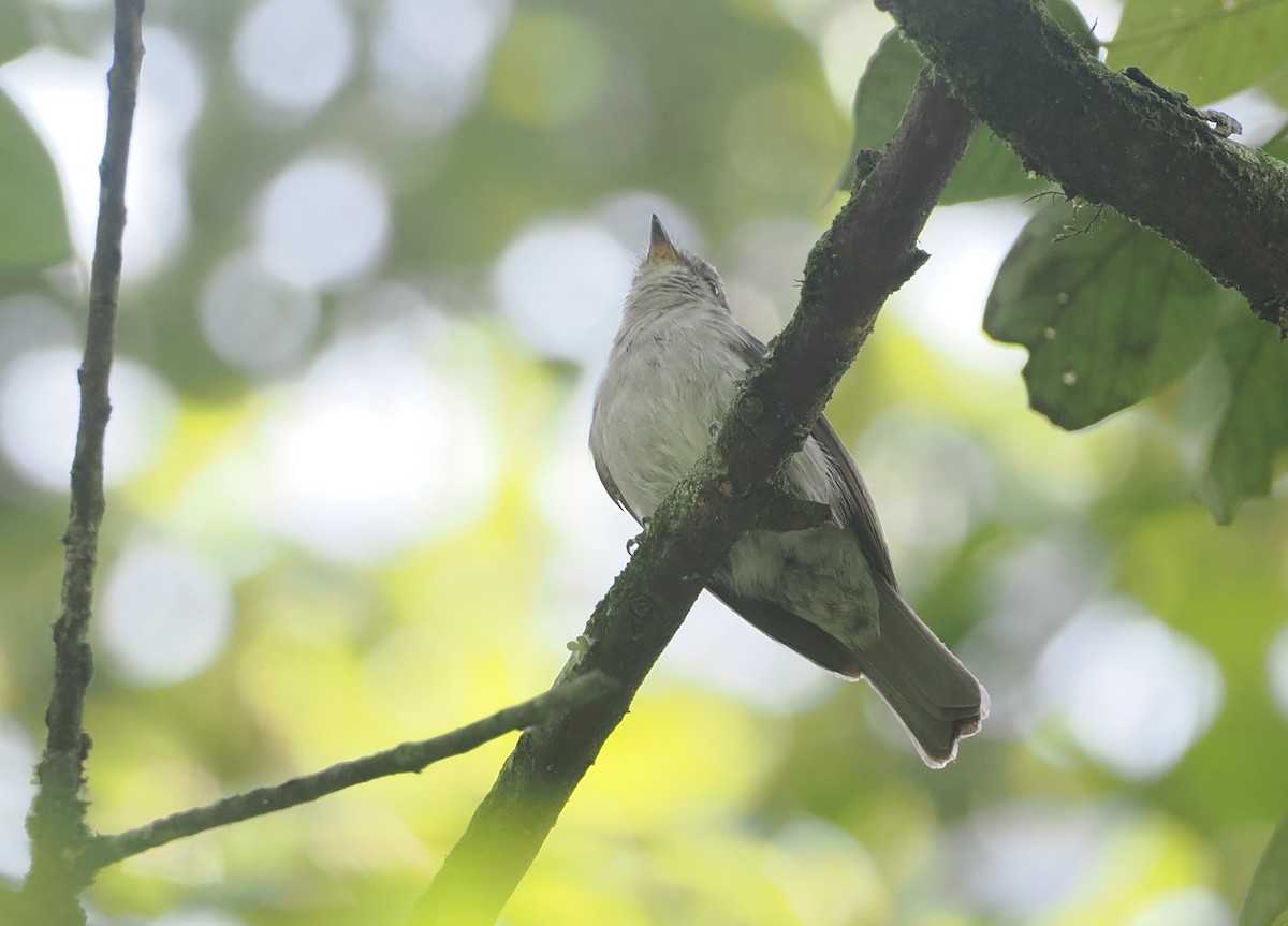 コンゴサメビタキ（lendu） - ML646967145