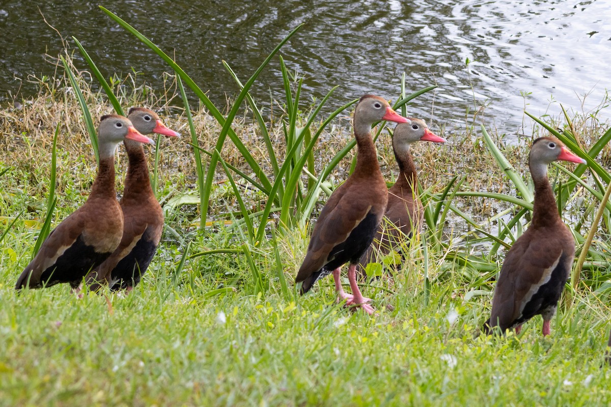 Black-bellied Whistling-Duck - ML646967146