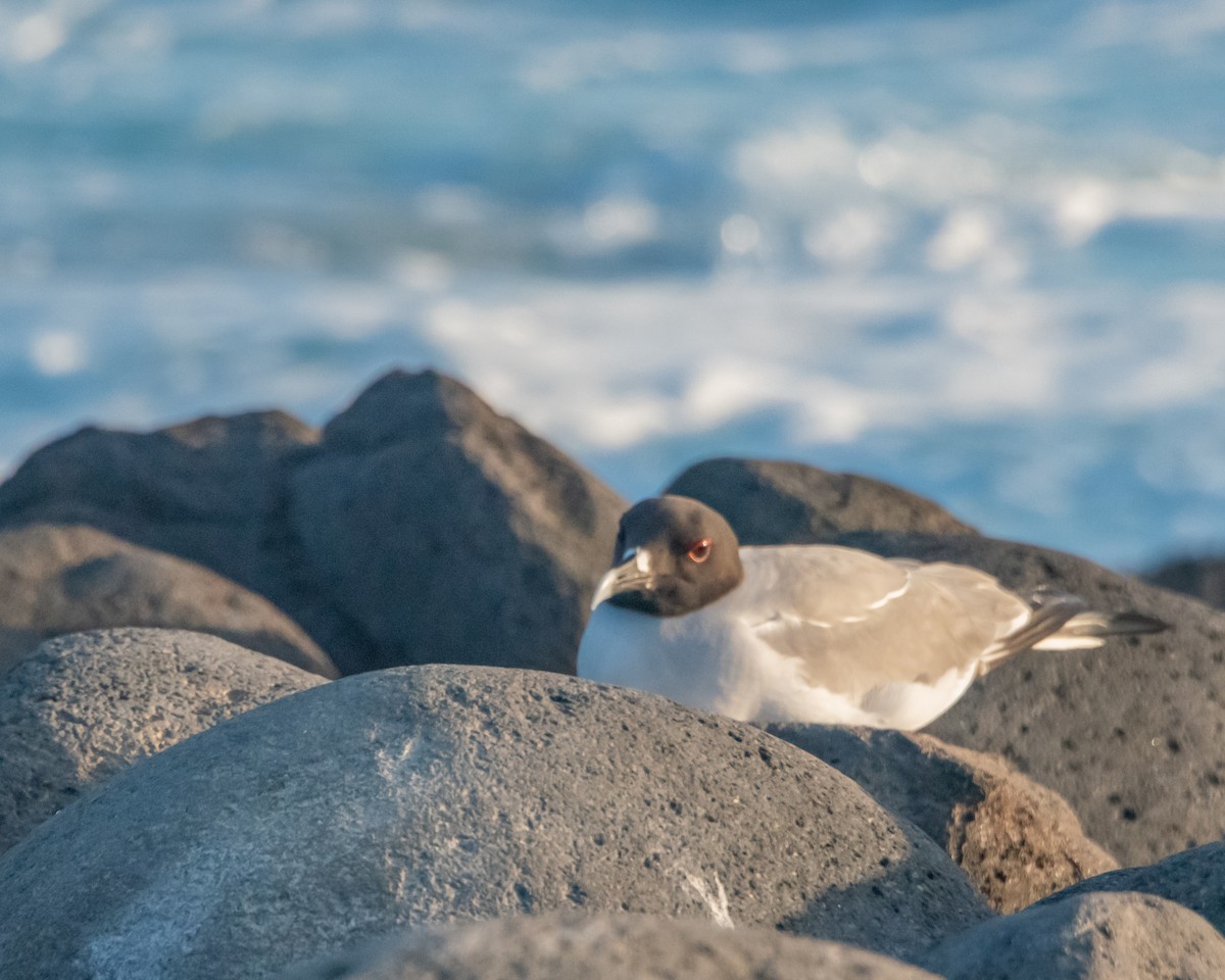 Галапагосская чайка - ML646967147