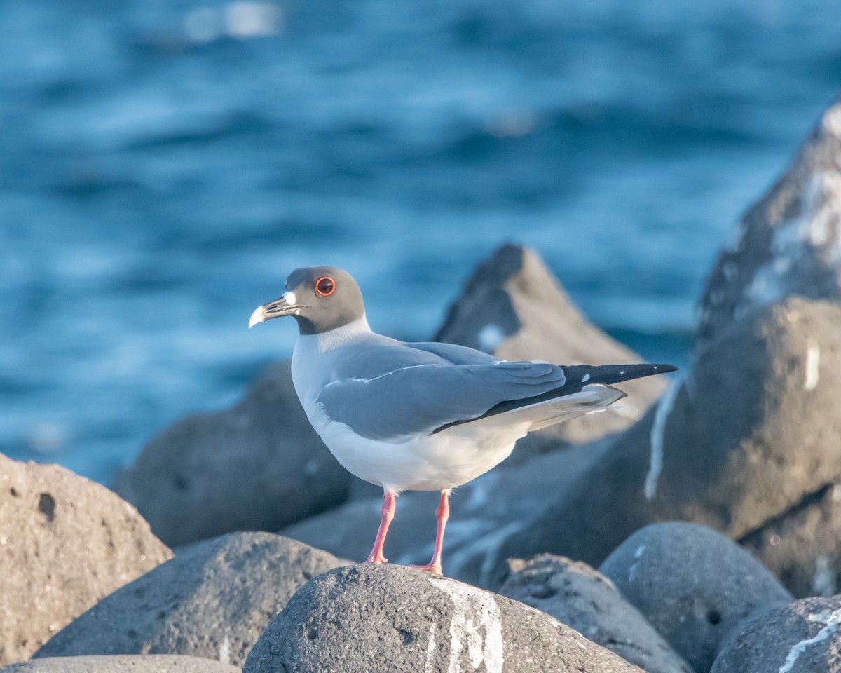 Галапагосская чайка - ML646967152