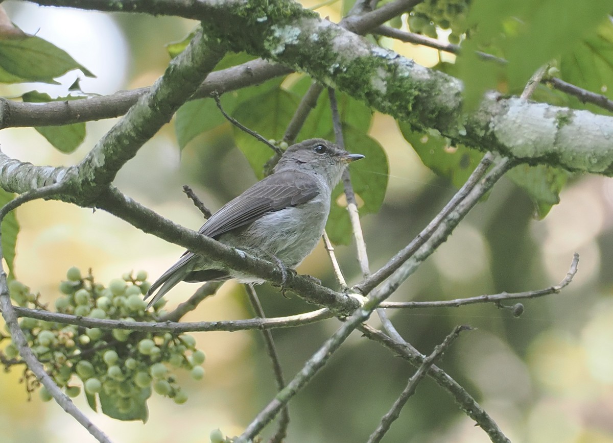 コンゴサメビタキ（lendu） - ML646967154