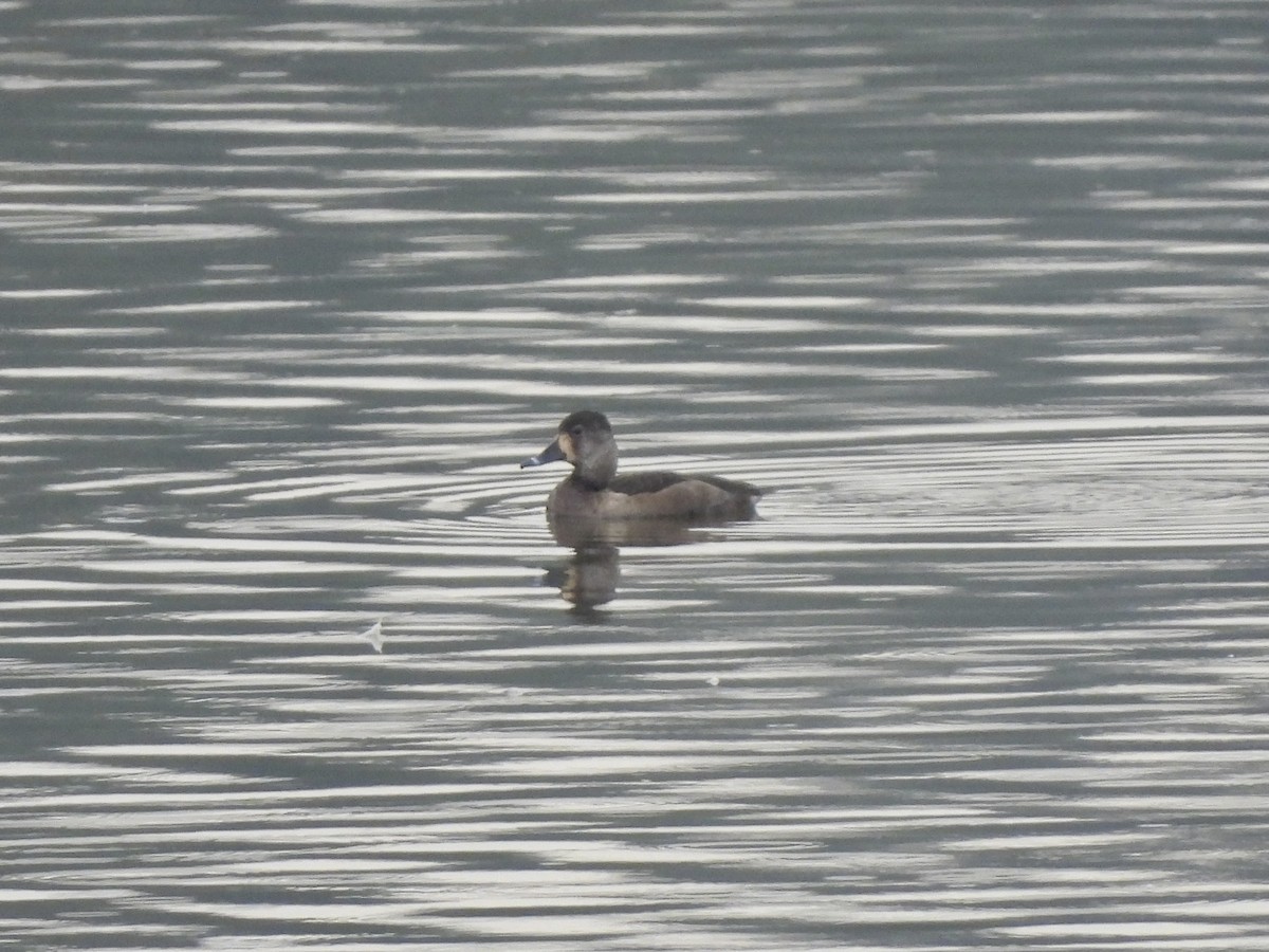 Ringschnabelente - ML646967156