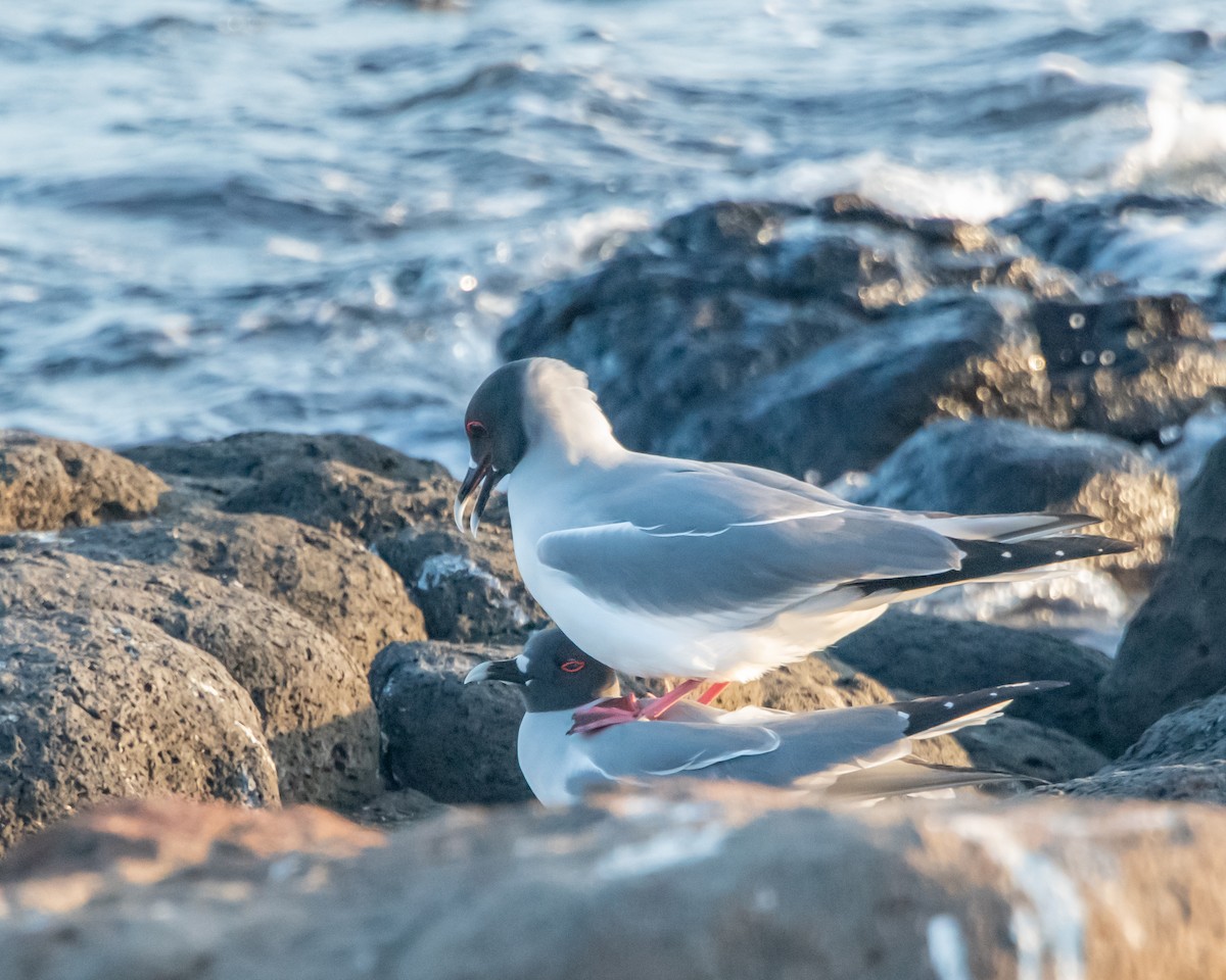 Галапагосская чайка - ML646967159