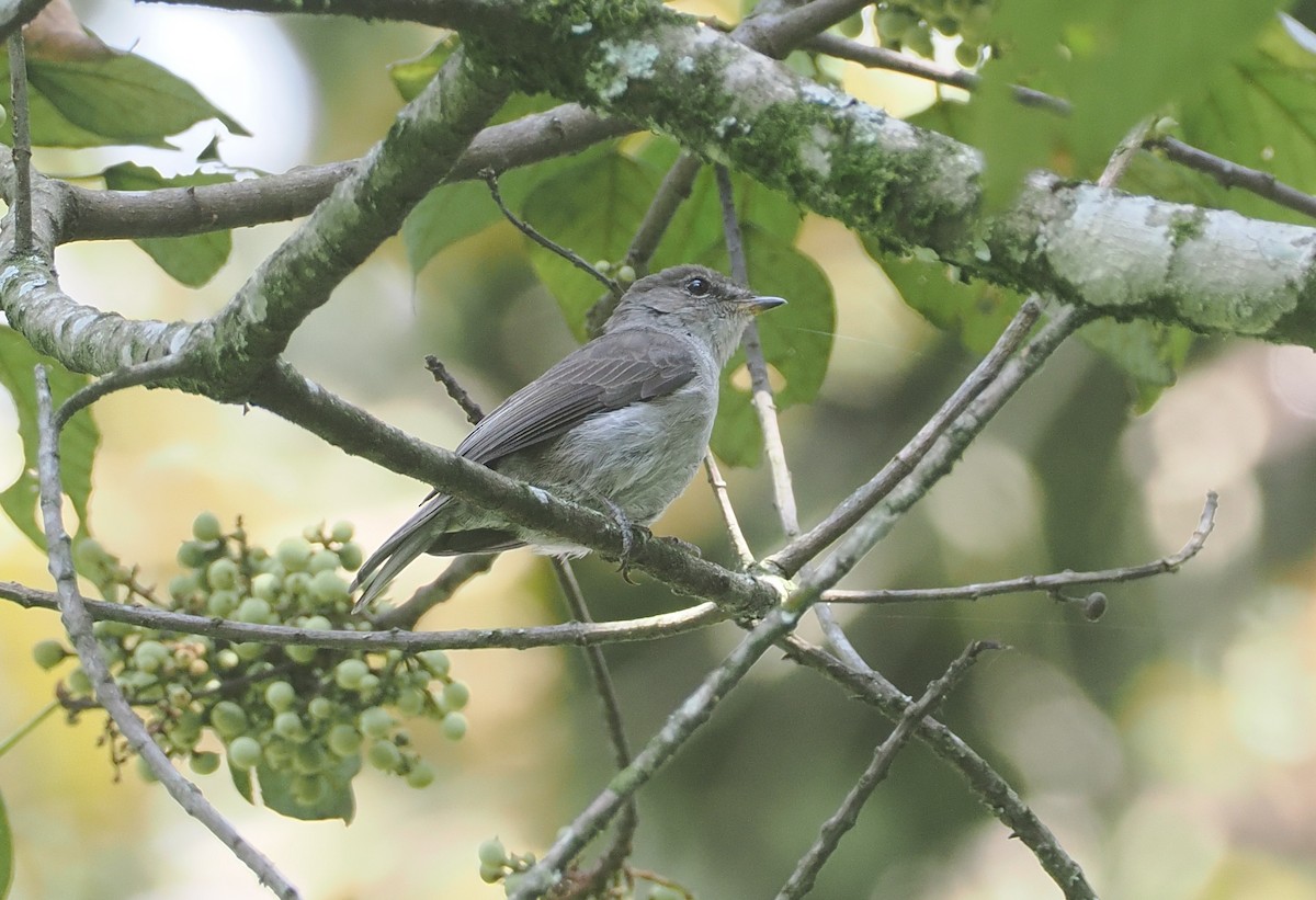 コンゴサメビタキ（lendu） - ML646967161