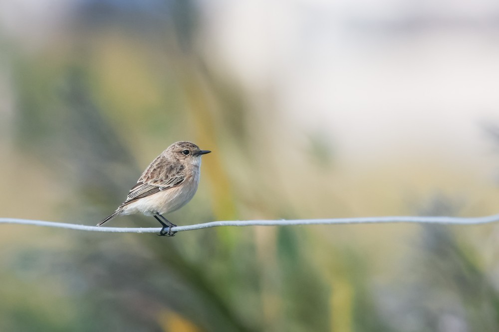 Siberian Stonechat - ML646967162