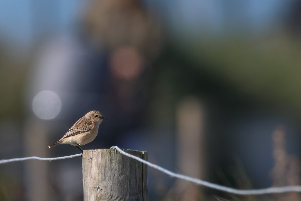 Siberian Stonechat - ML646967163