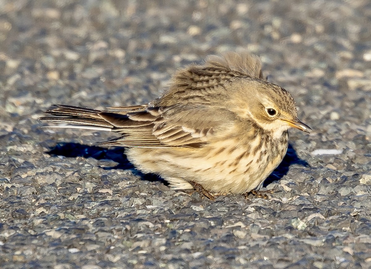 American Pipit - ML646967164