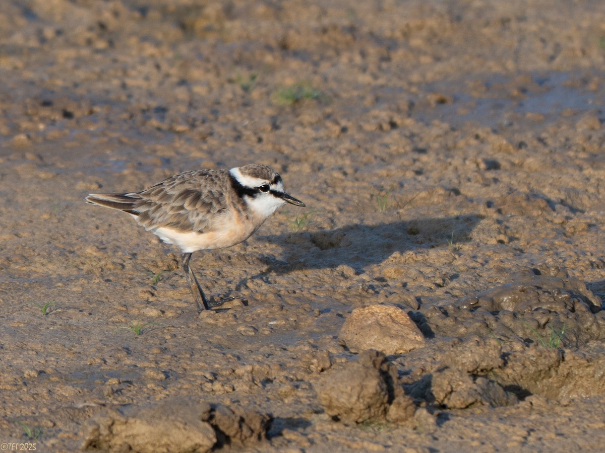 Chorlitejo Pecuario - ML646967165