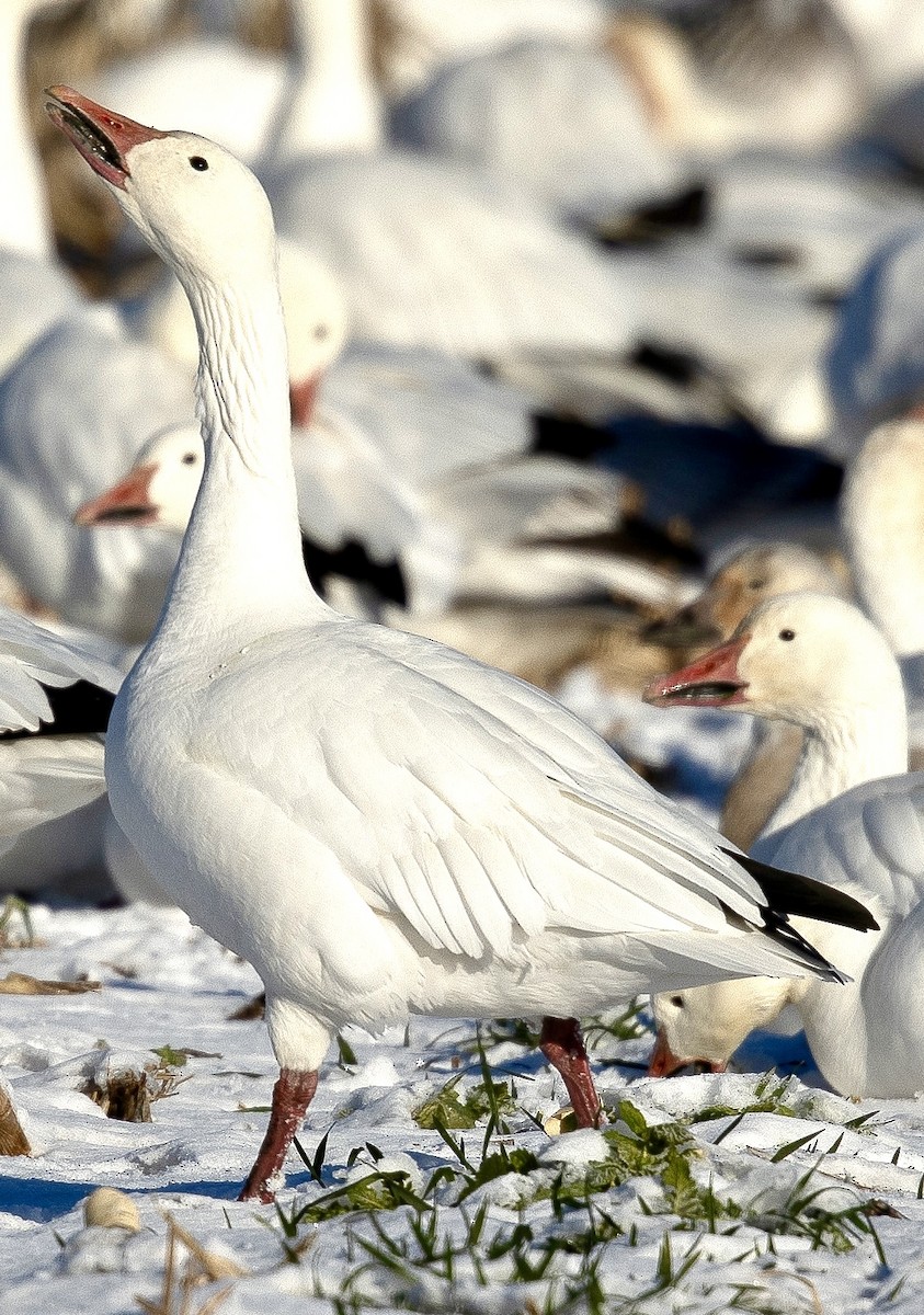 Snow Goose - ML646967166
