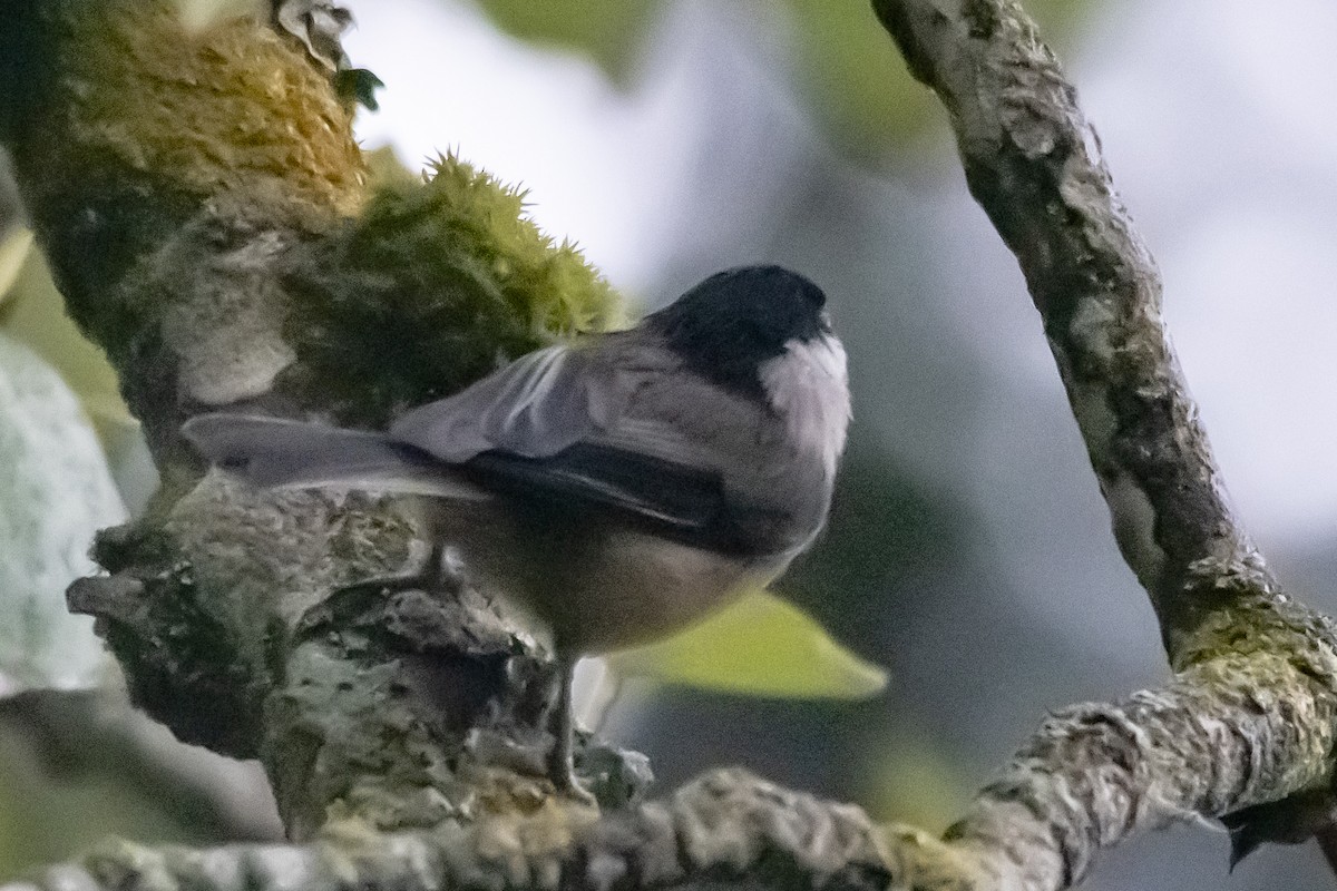Black-capped Chickadee - ML646967168