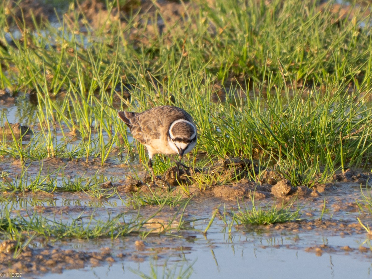 Chorlitejo Pecuario - ML646967171
