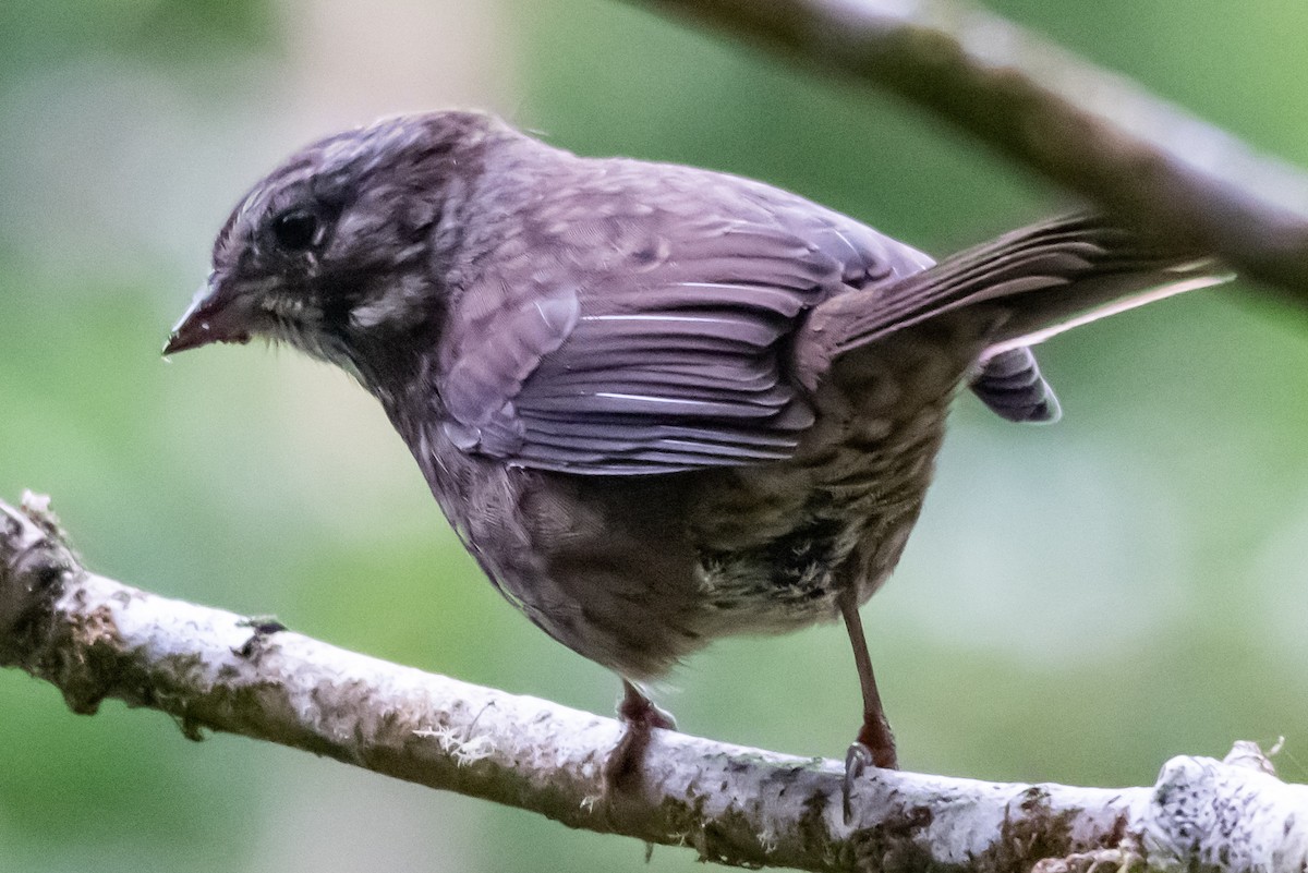 גיבתונית רוננת - ML646967183