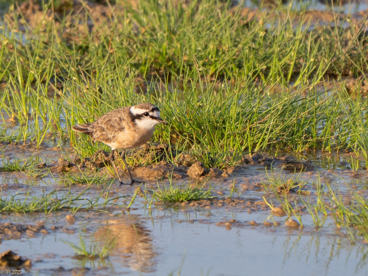 Chorlitejo Pecuario - ML646967184