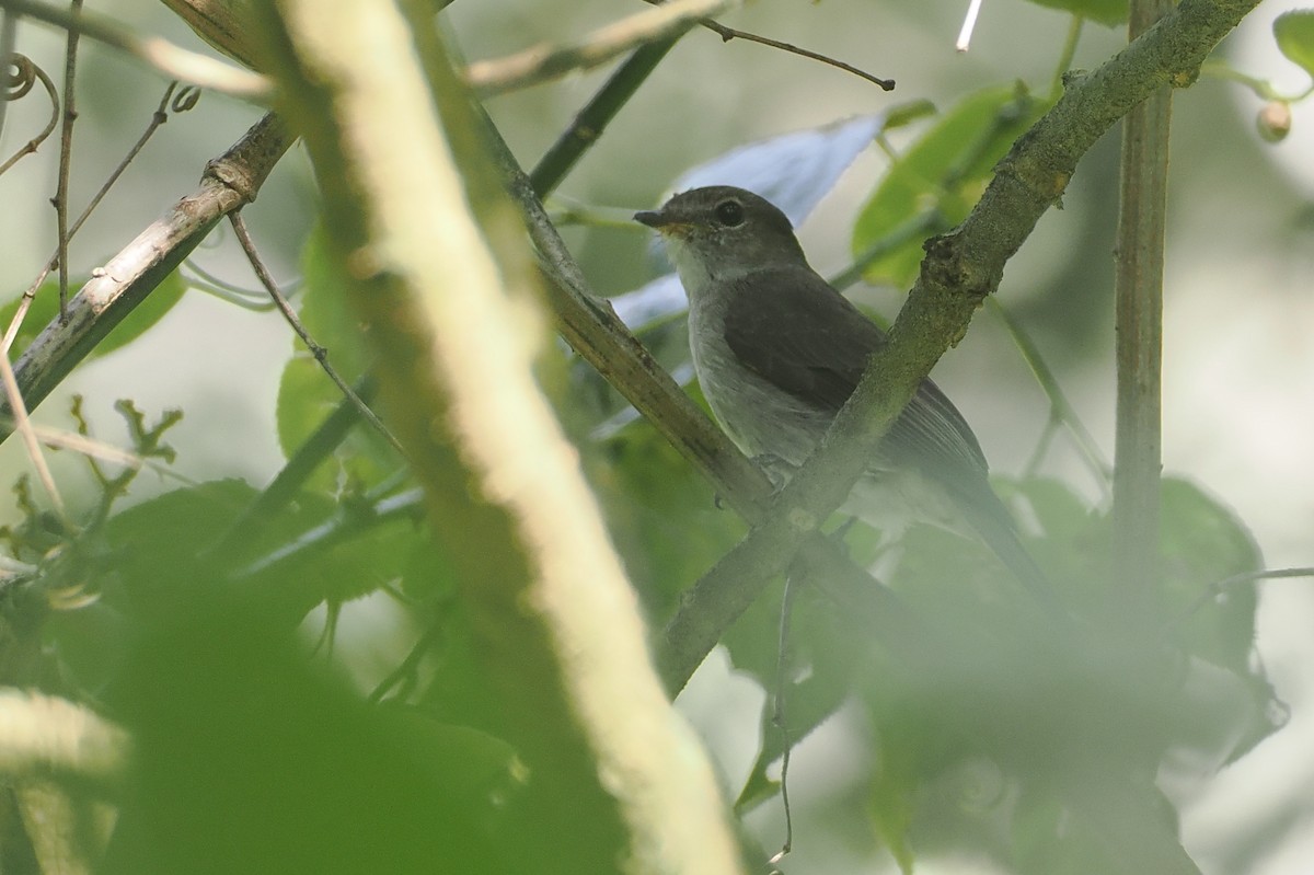 コンゴサメビタキ（lendu） - ML646967186