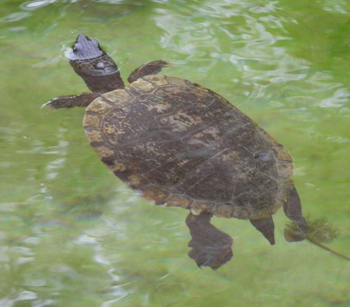 Pond Slider - ML646967197