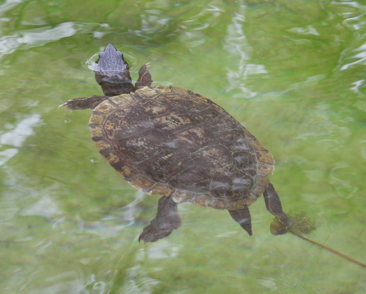 Pond Slider - ML646967198