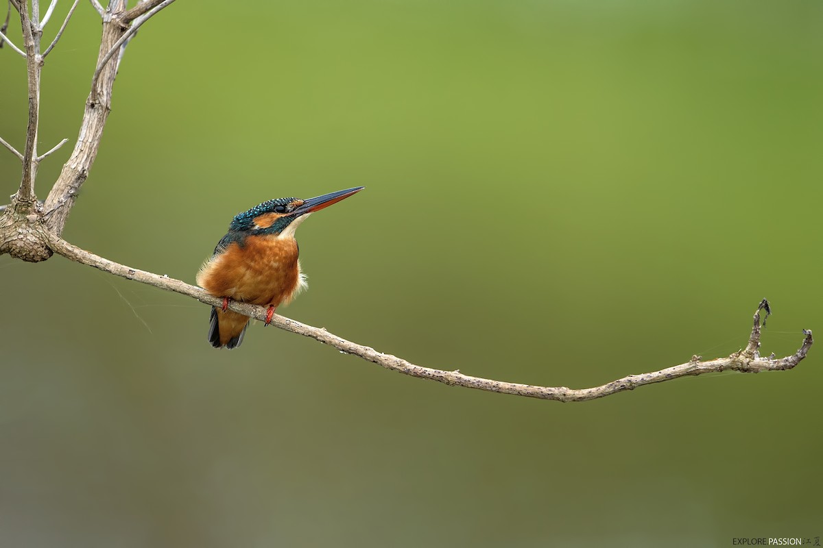 isfugl (atthis gr.) - ML646967199