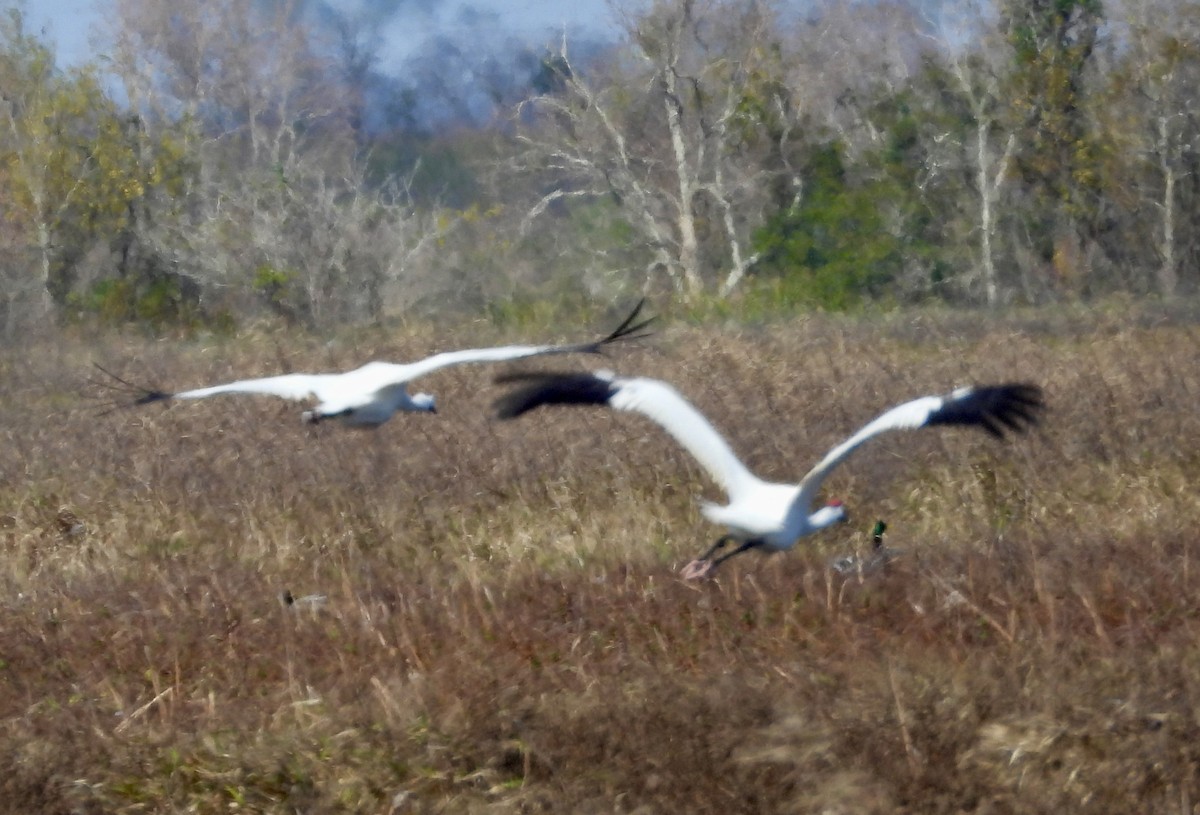 アメリカシロヅル - ML646967201