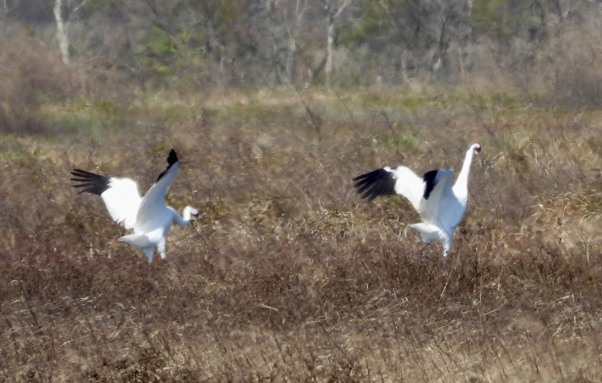 アメリカシロヅル - ML646967202